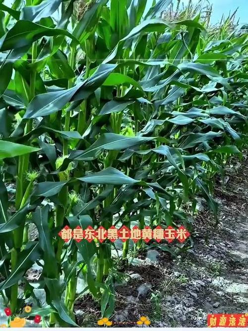 黑龙江农村适合种啥？-图1