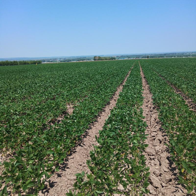 黑龙江农村适合种啥？-图3