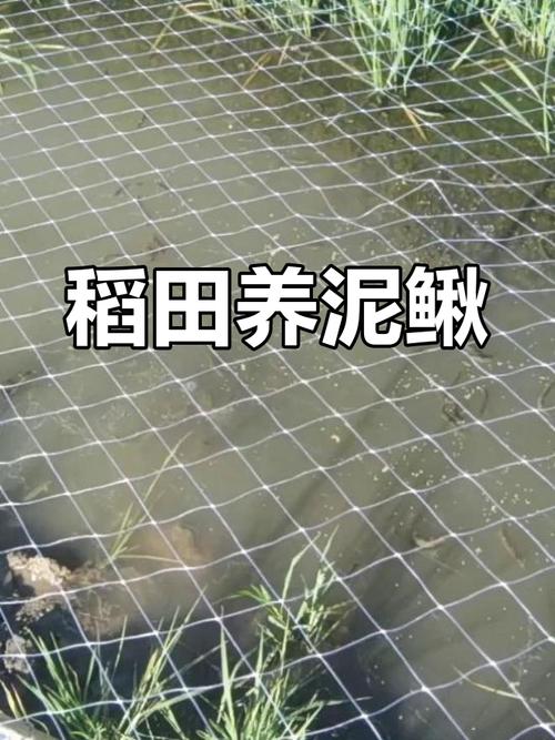 稻田泥鳅养殖技术要点有哪些？-图1