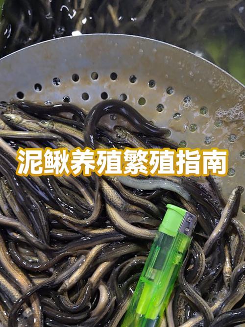 稻田泥鳅养殖技术要点有哪些？-图2