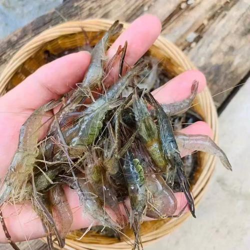 青虾养殖视频养殖技术-图1