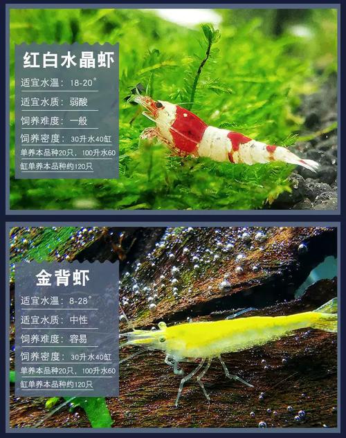 清洁虾 淡水鱼品种-图1