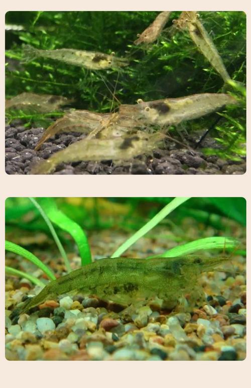 清洁虾 淡水鱼品种-图2