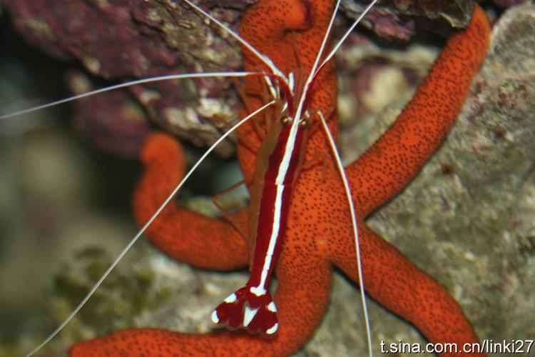 清洁虾 淡水鱼品种-图3