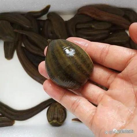 水蛭幼苗养殖技术要点有哪些？-图2