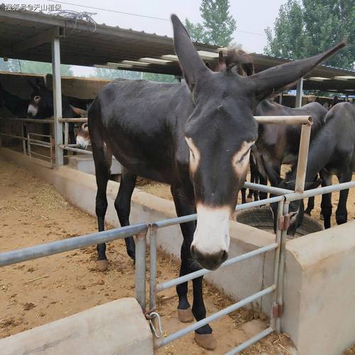 中国最大肉驴品种是哪个？-图3