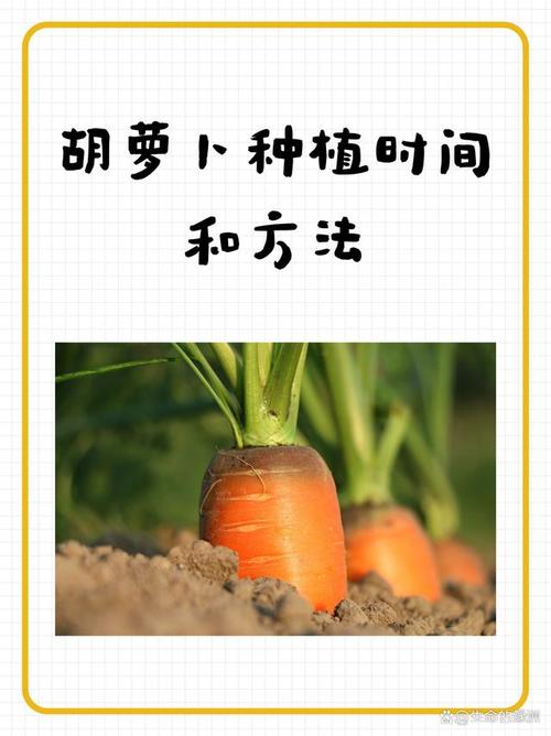 胡萝卜怎么种？视频教你技术！-图1