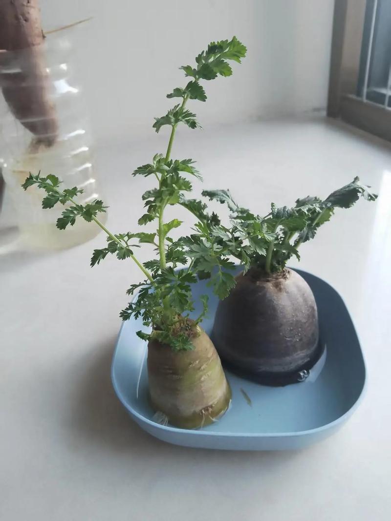 胡萝卜怎么种？视频教你技术！-图2