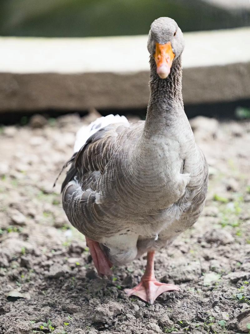 灰鹅属于哪个品种？-图1