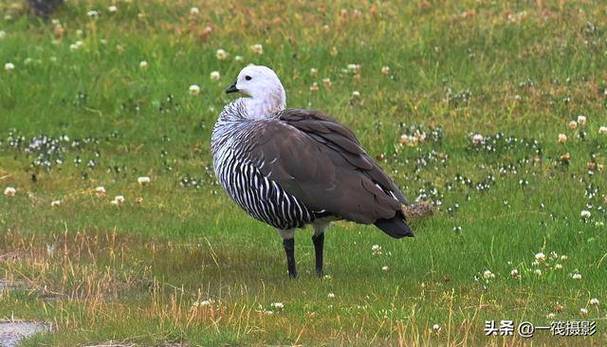 灰鹅属于哪个品种？-图3