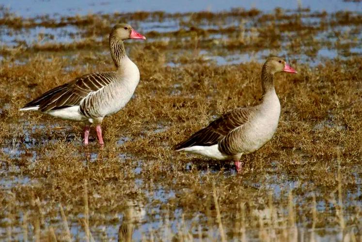 灰鹅属于哪个品种？-图2