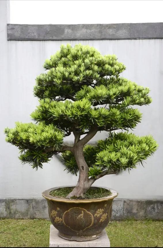 罗汉松品种有哪些？看图识种？-图1