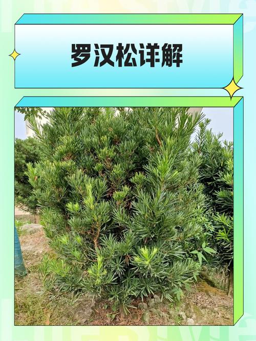 罗汉松品种有哪些？看图识种？-图2