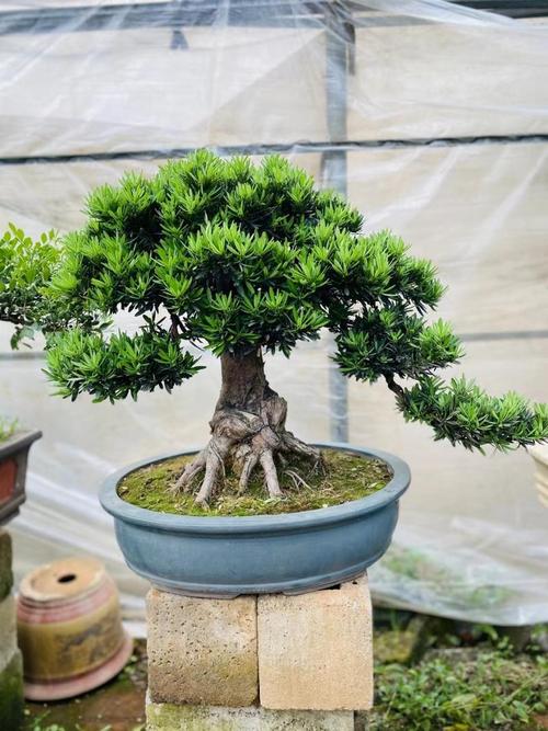 罗汉松品种有哪些？看图识种？-图3