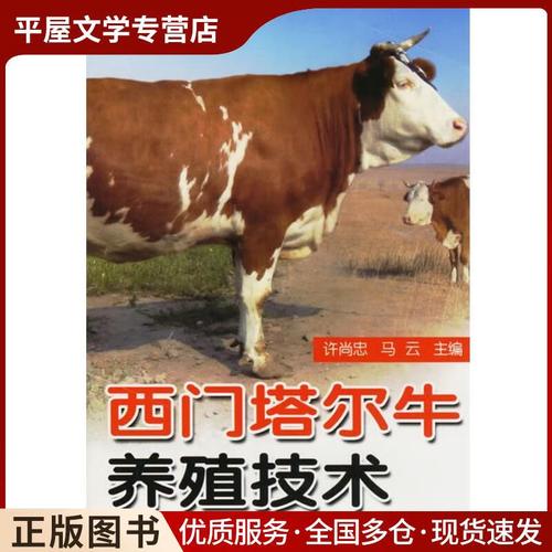 西门塔尔牛养殖技术有哪些关键要点？-图1