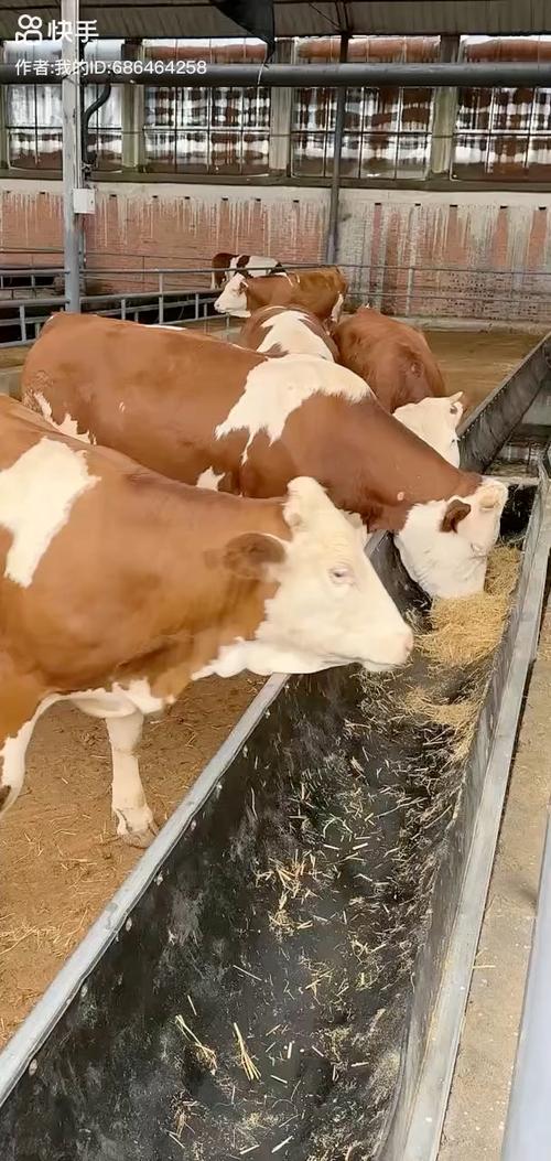 西门塔尔牛养殖技术有哪些关键要点？-图3