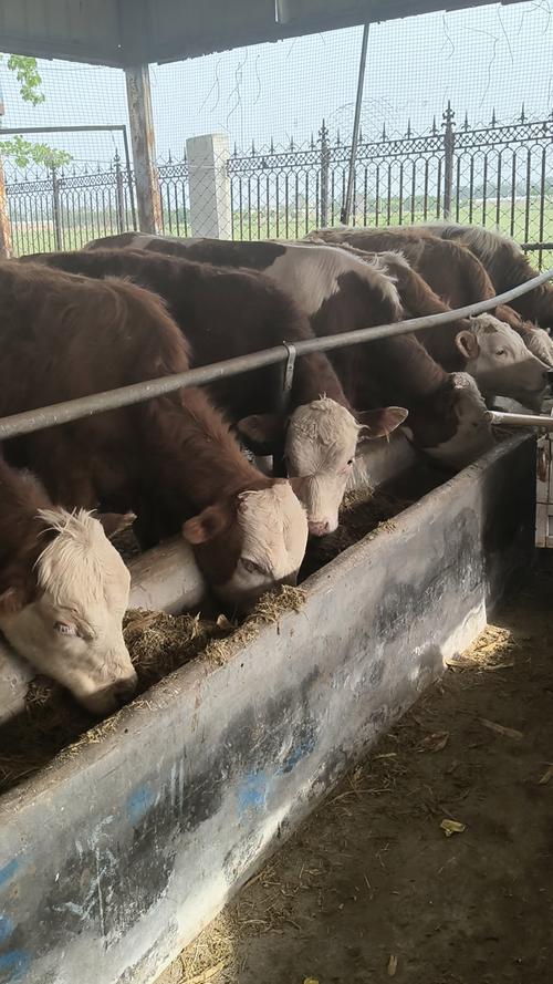 西门塔尔牛养殖技术有哪些关键要点？-图2