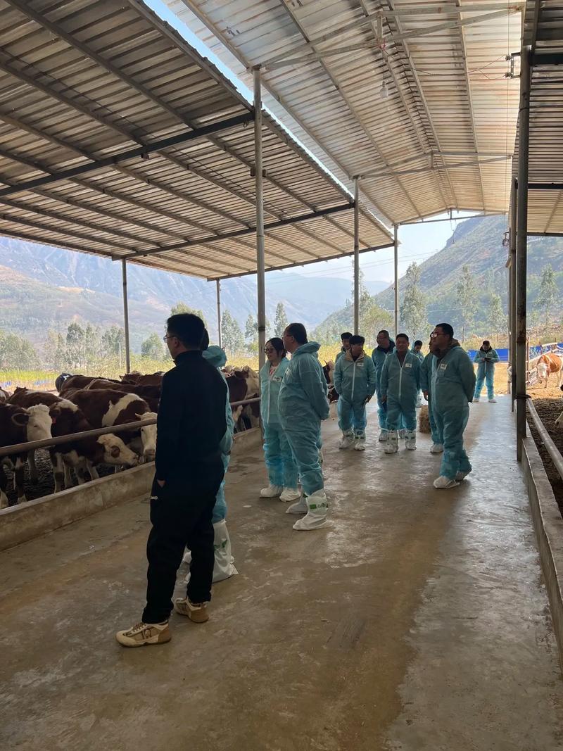 西门塔尔牛养殖技术要点有哪些？-图2