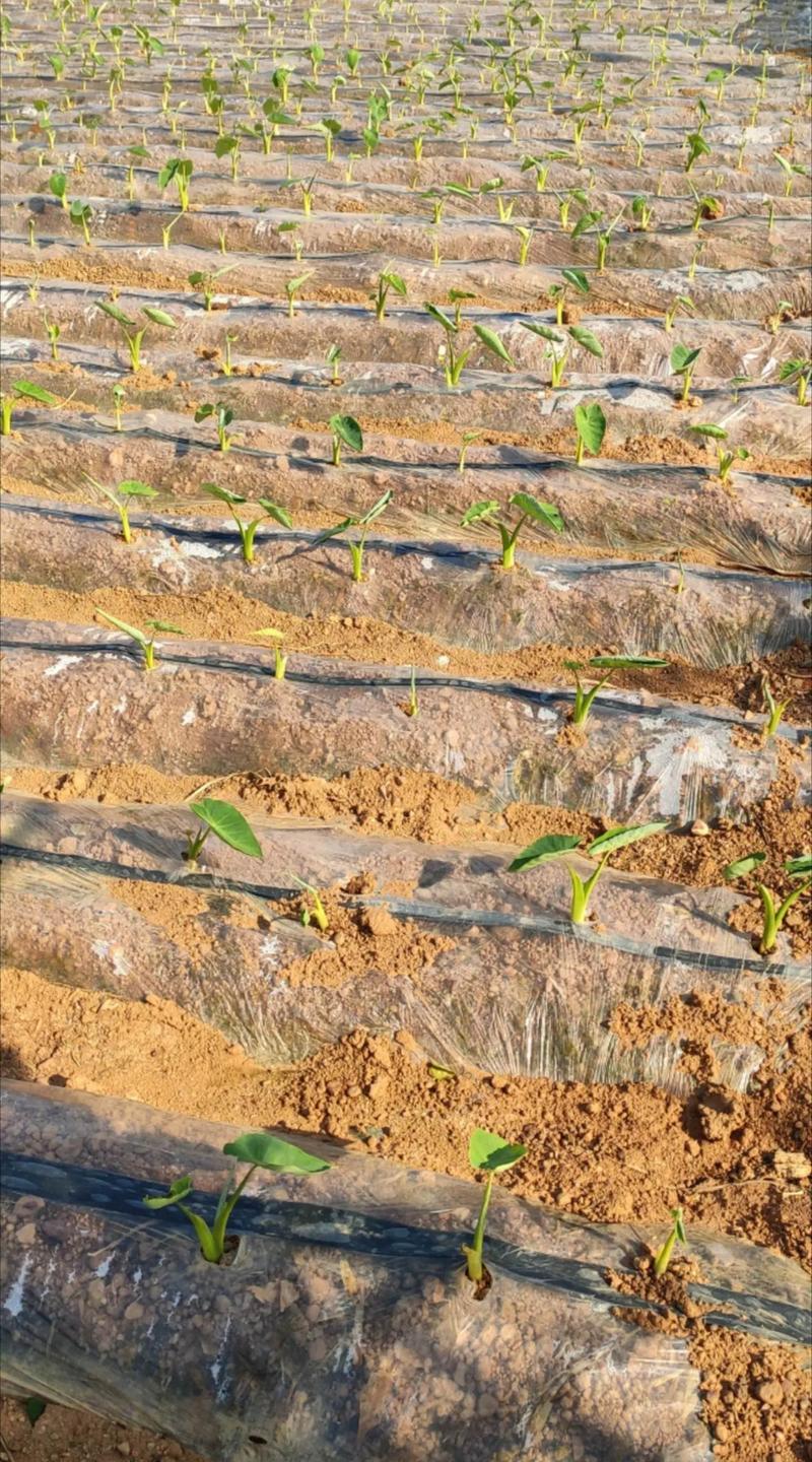 香芋种植技术视频，新手能学会吗？-图1