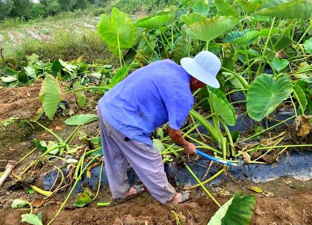 香芋种植技术视频，新手能学会吗？-图2