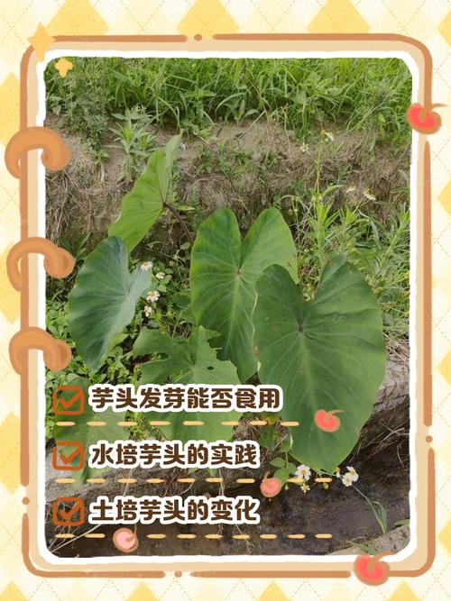 香芋种植技术视频，新手能学会吗？-图3