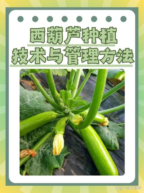 葫芦种植技术与管理要点有哪些？-图1