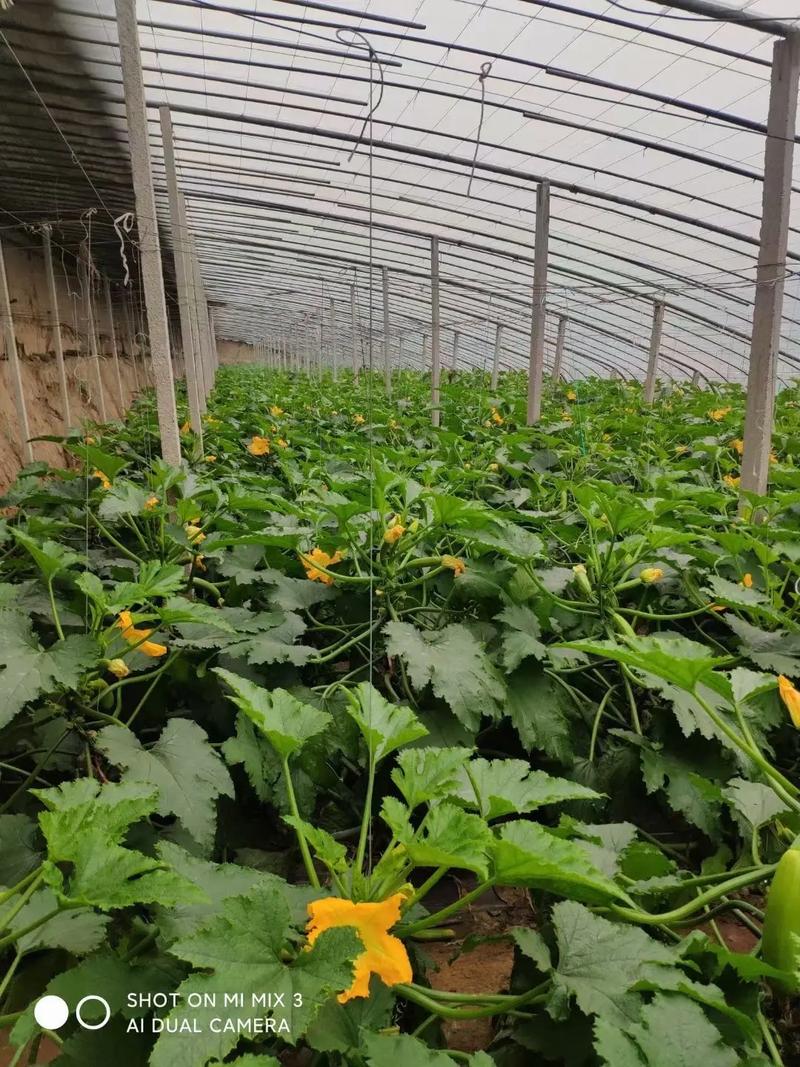 葫芦种植技术与管理要点有哪些？-图2