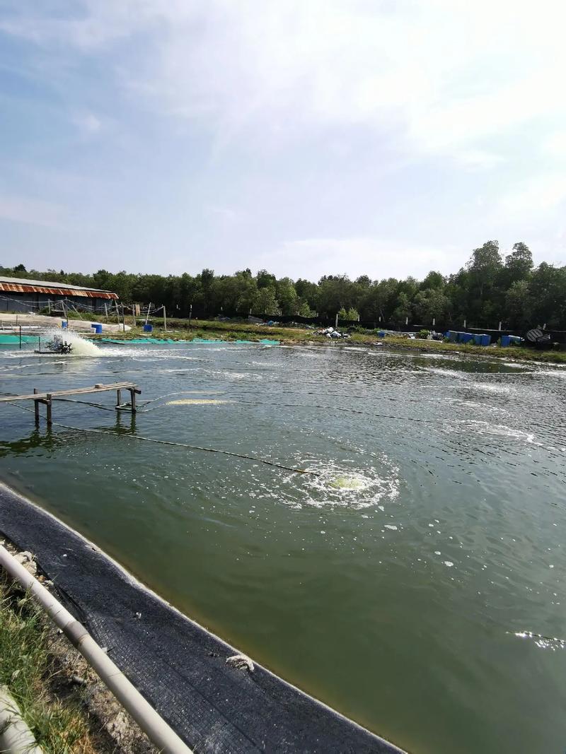 南美淡水对虾养殖技术难点有哪些？-图3