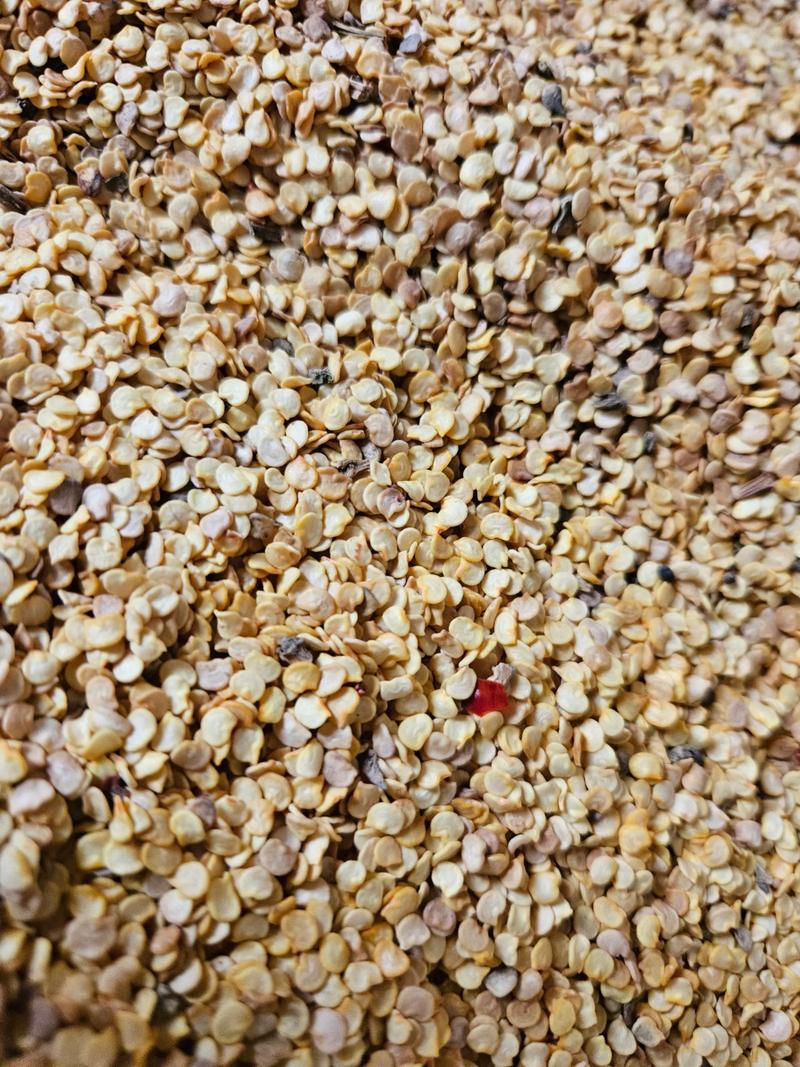 哪种辣椒种子品种更受欢迎？-图2