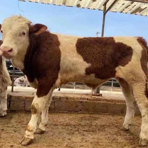 鲁西黄牛育肥牛犊价格多少钱一头？-图2