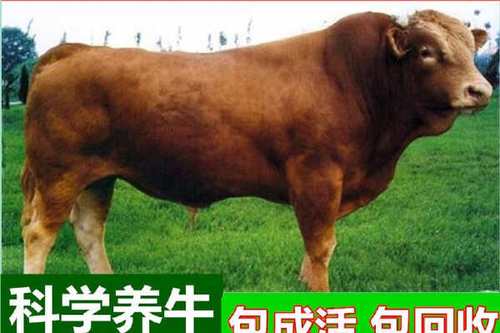 鲁西黄牛育肥牛犊价格多少钱一头？-图3