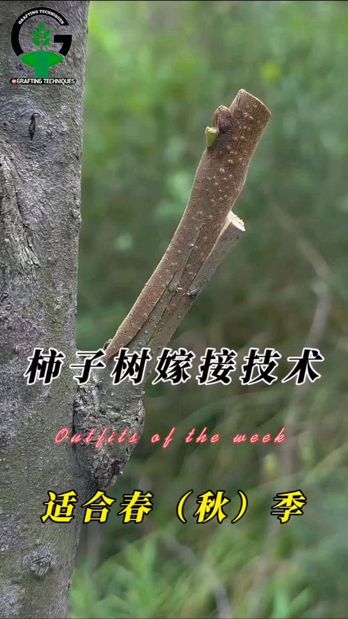 柿子树嫁接技术有哪些要点？-图2