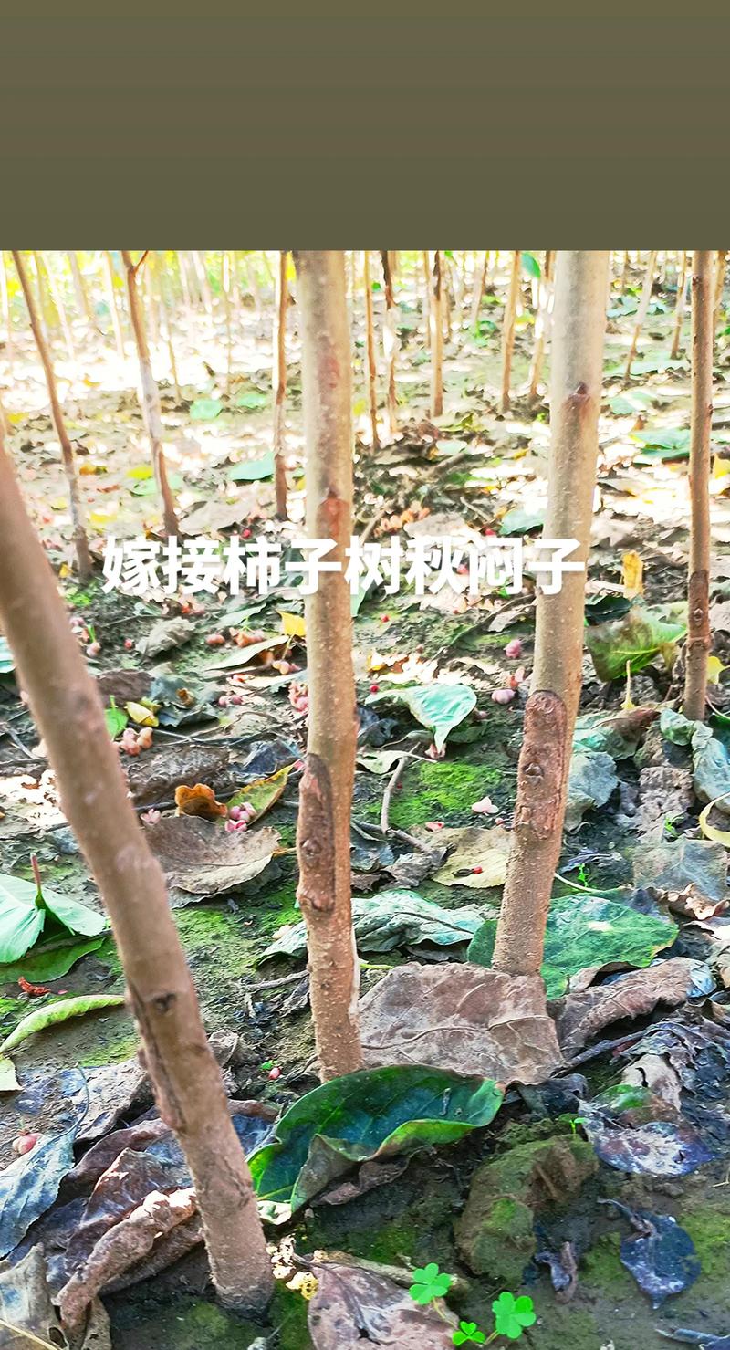 柿子树嫁接技术有哪些要点？-图1