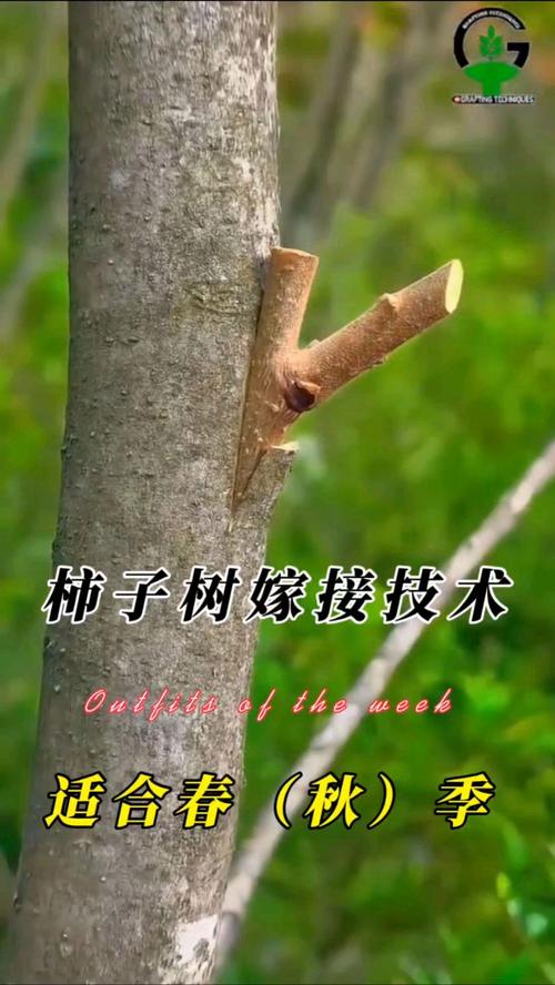 柿子树嫁接技术有哪些要点？-图3