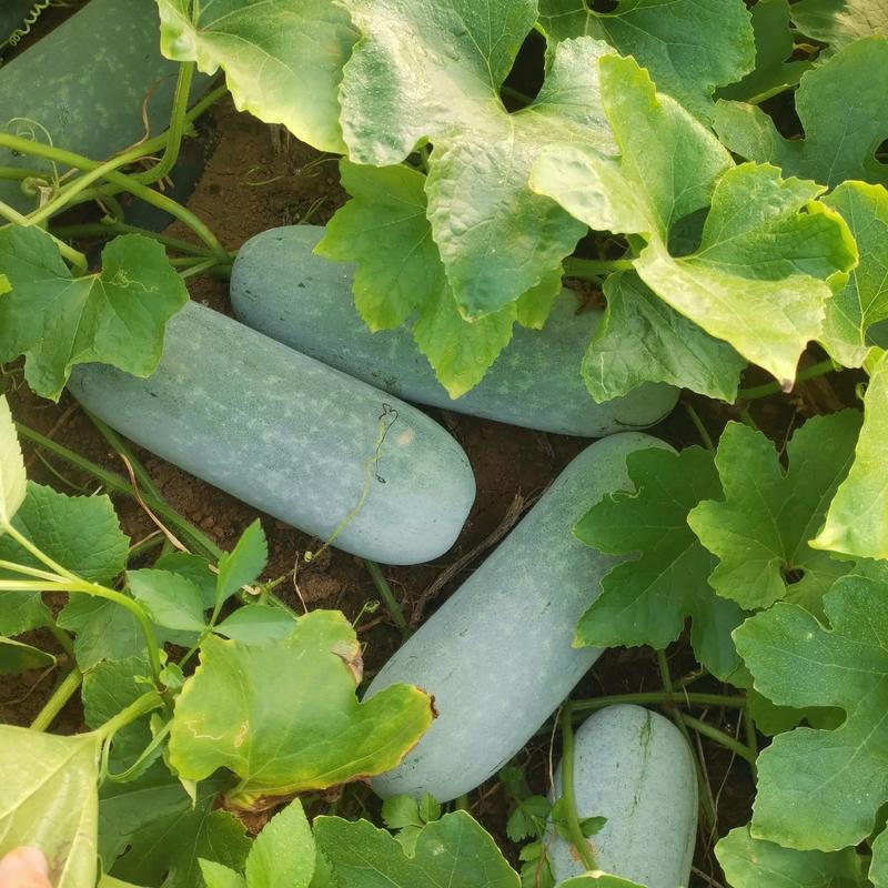 冬瓜种植技术视频，新手怎么学？-图1