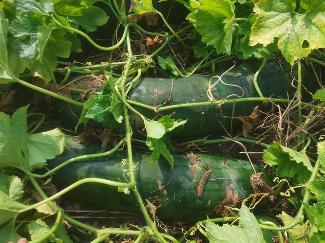 冬瓜种植技术视频，新手怎么学？-图3