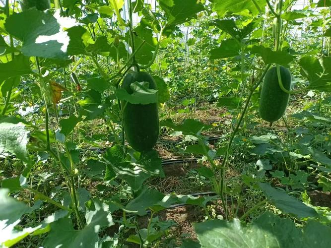 冬瓜种植技术视频，新手怎么学？-图2