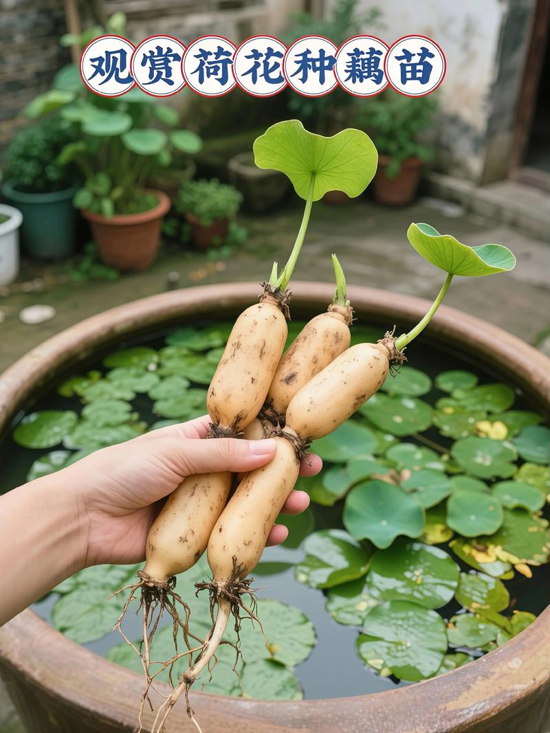 莲藕莲藕种植技术视频-图1