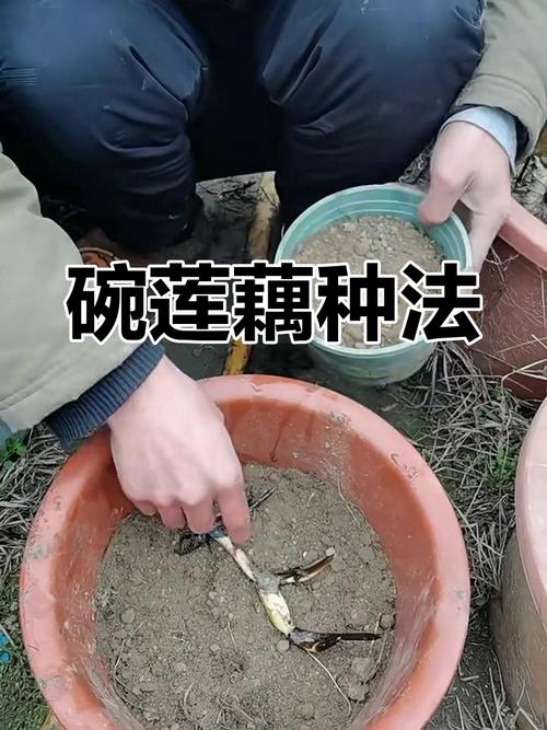 莲藕莲藕种植技术视频-图3