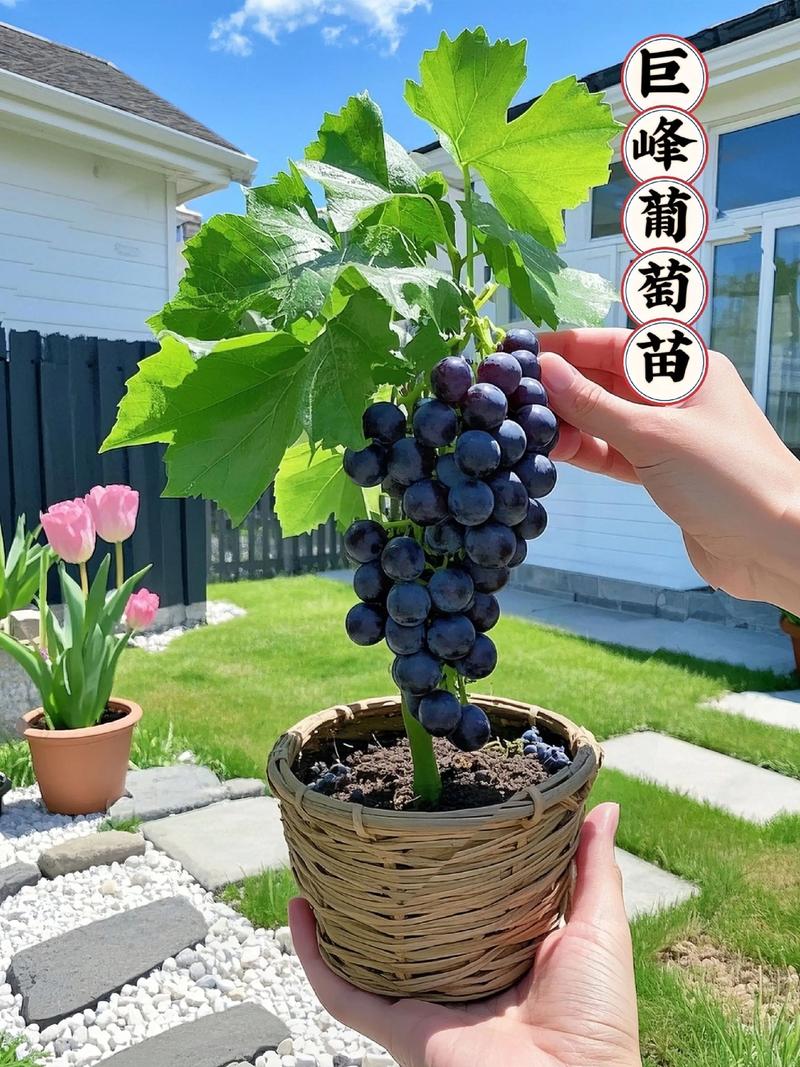 巨峰葡萄种植技术视频，关键要点有哪些？-图1