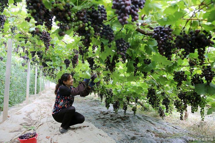巨峰葡萄种植技术视频，关键要点有哪些？-图2