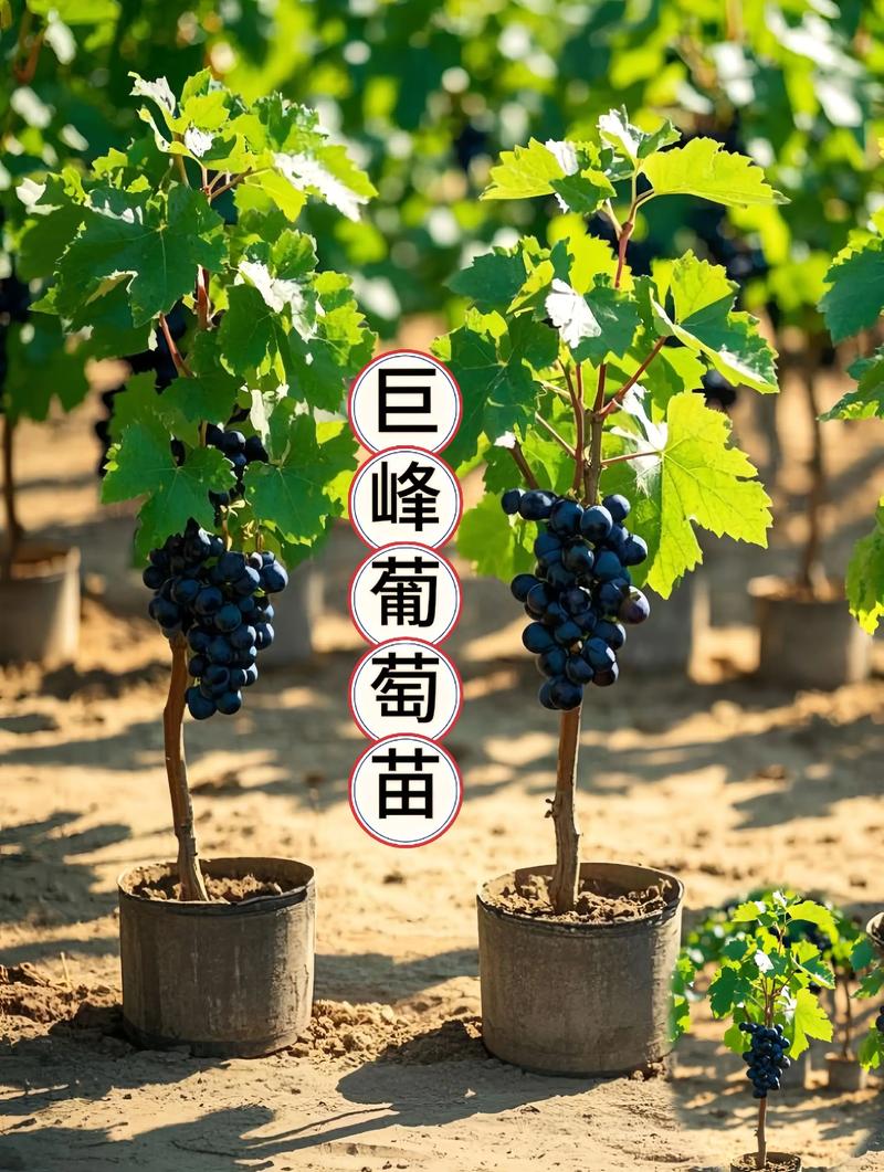 巨峰葡萄种植技术视频，关键要点有哪些？-图3