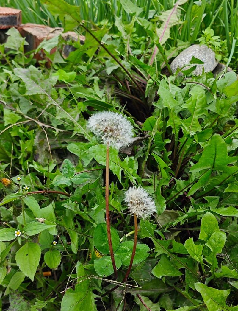 甫公英哪个品种品质最优？-图1