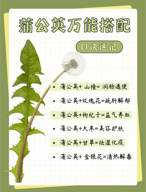 甫公英哪个品种品质最优？-图2