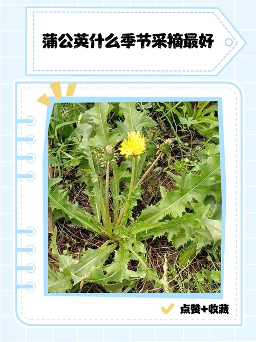 甫公英哪个品种品质最优？-图3