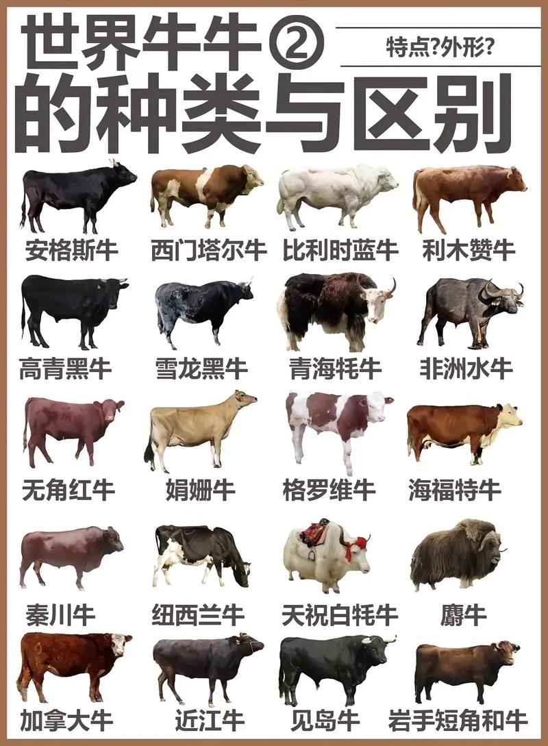 牛的品种与图片大全-图1