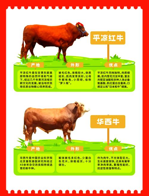 牛的品种与图片大全-图2