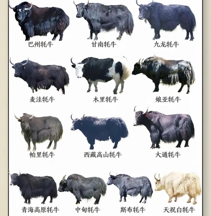 牛的品种与图片大全-图3