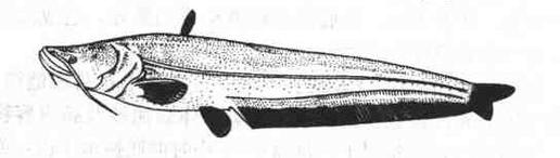 斑点叉尾鮰鱼养殖技术要点有哪些？-图2