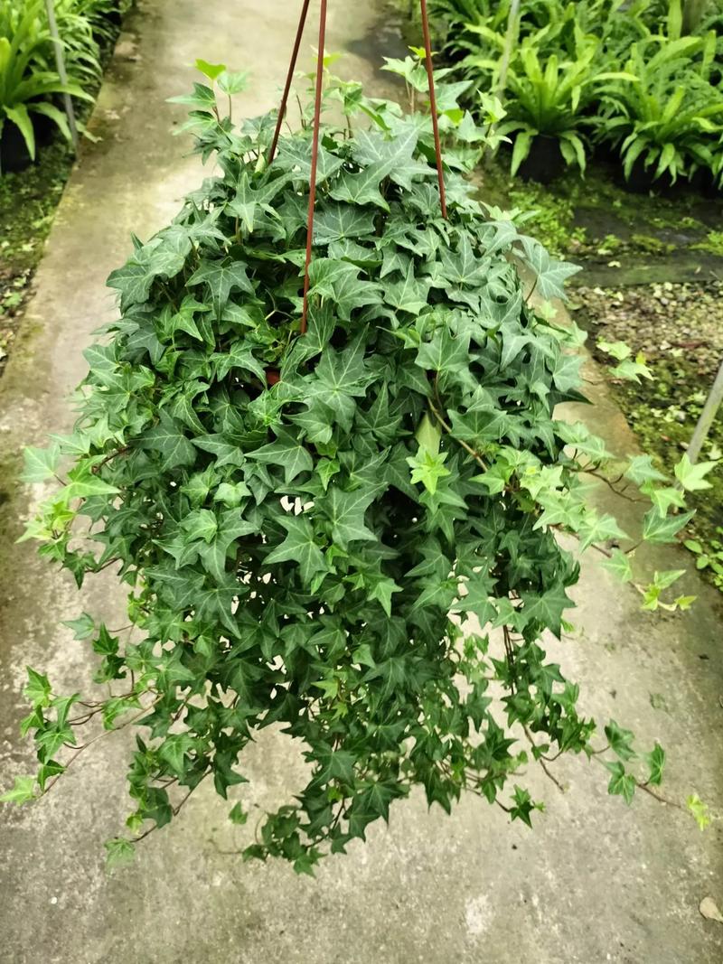 常春藤品种有哪些？-图1